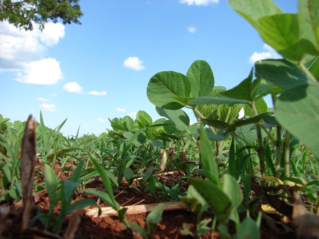 plantation, soy, planting, grains, farm, thick, brazil, soy, soy, soy, soy, soy, brazil