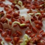 food, healthy, cress, seeds, close up, germinating cress, cress, cress, cress, cress, cress